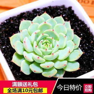 新款 多肉植物组合盆栽 唐印 萌肉肉室内绿植花卉 含盆送土包邮