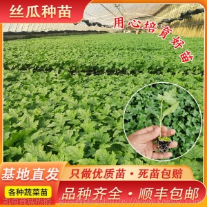 长丝瓜苗棱丝瓜苗肉丝瓜苗早熟产庭院阳台菜丝瓜秧苗子种子蔬菜苗