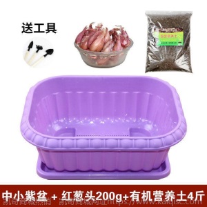 热卖水培香葱种头四季小葱种籽家庭阳台种菜盆栽蔬菜苗葱种子葱头