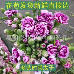 康乃馨鲜花云南基地鲜花直批专供花店婚庆用花家庭插花 量大咨询