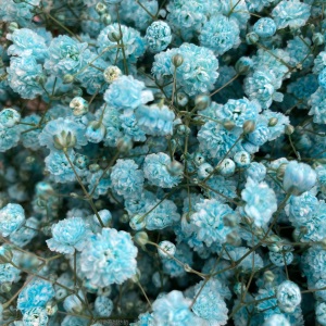 云南昆明满天星鲜花批发 吸色干花鲜花直批客厅花瓶插花 鲜花直批