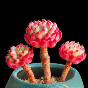 新款 多肉植物组合盆栽 唐印 萌肉肉室内绿植花卉 含盆送土包邮