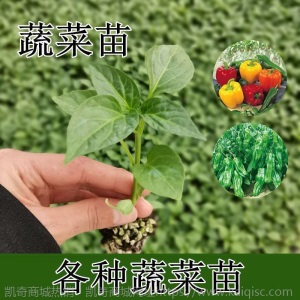 辣椒苗四季蔬菜苗幼苗圣女果苗西红柿苗小番茄苗盆栽黄瓜苗茄子苗