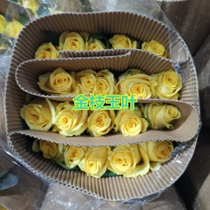 云南昆明玫瑰花鲜花批发教师节礼物直批花店婚庆场地布置用花