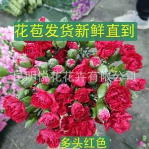 康乃馨鲜花云南基地鲜花直批专供花店婚庆用花家庭插花 量大咨询