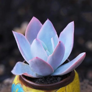 新款 多肉植物组合盆栽 唐印 萌肉肉室内绿植花卉 含盆送土包邮