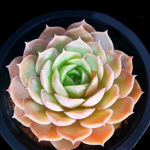 新款 多肉植物组合盆栽 唐印 萌肉肉室内绿植花卉 含盆送土包邮