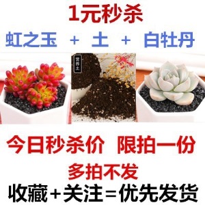 新款 多肉植物组合盆栽 唐印 萌肉肉室内绿植花卉 含盆送土包邮