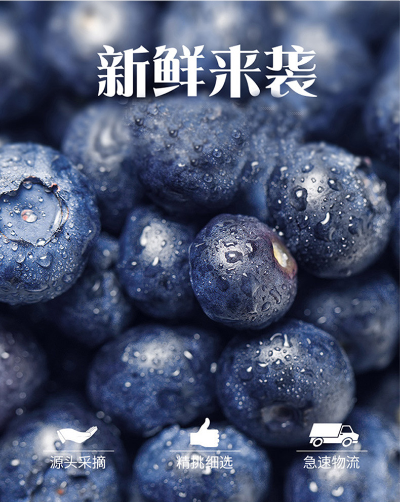 蓝莓鲜果_06