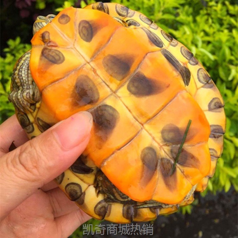 YJG.家养小乌龟活体小宠特大迷你招财情侣龟宠物龟活物巴西龟观赏