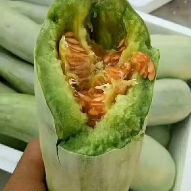 羊角蜜007.jpg