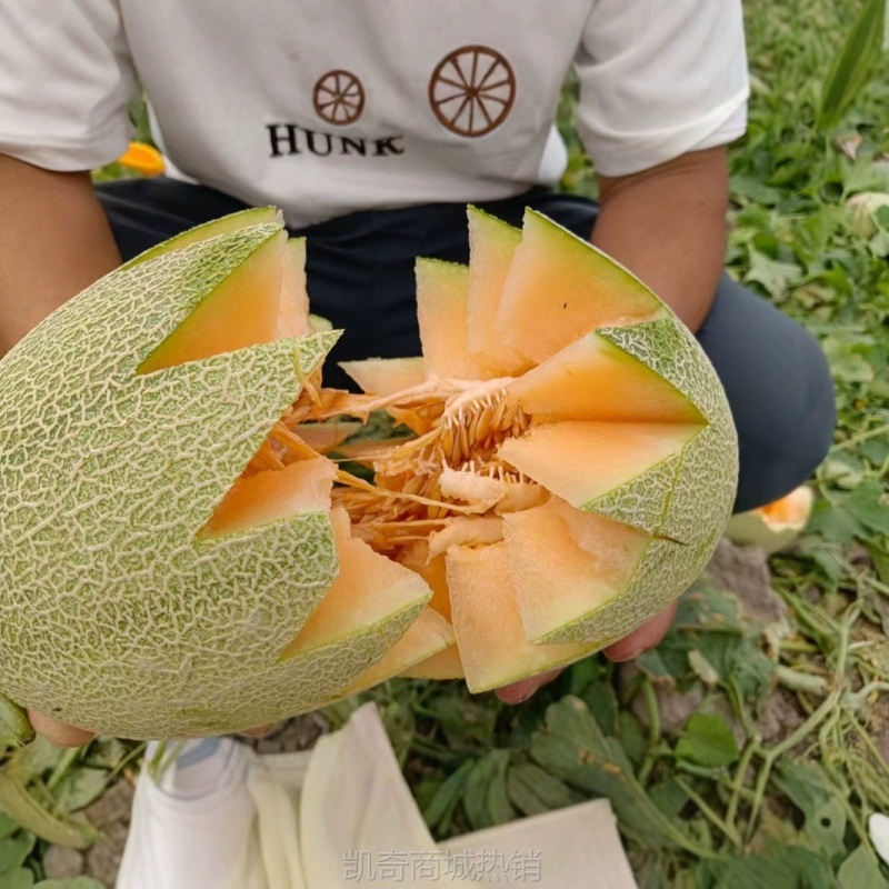 正宗新疆哈密瓜西州蜜25号新鲜水果应季现摘甜瓜网纹新疆直发代发