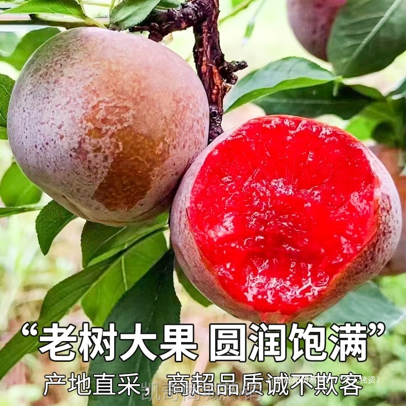 顺丰礼盒 5斤红心三华李新鲜李子水果桃形李孕妇芙蓉李包邮整箱大