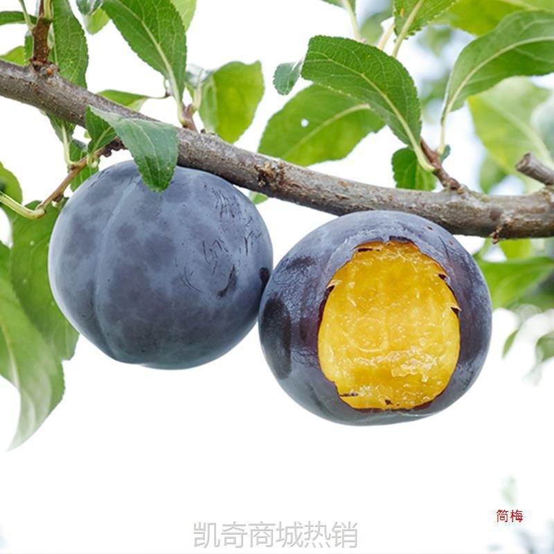现摘黑布林李子10斤新鲜脆李三华脱骨孕妇蜂糖水果应当季整箱包邮