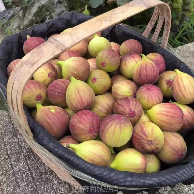新鲜云南红皮无花果精选大果新鲜现摘应当季水果软糯香甜孕妇