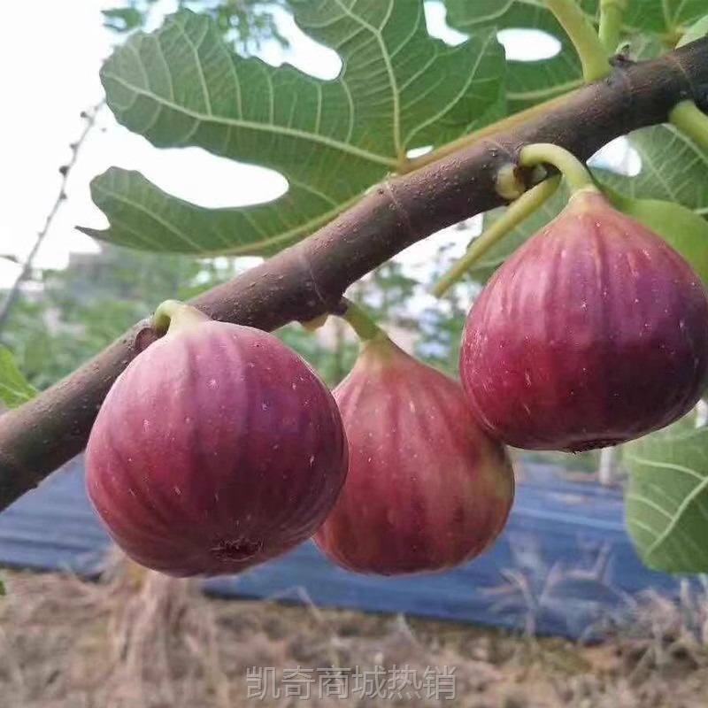 新鲜云南红皮无花果精选大果新鲜现摘应当季水果软糯香甜孕妇