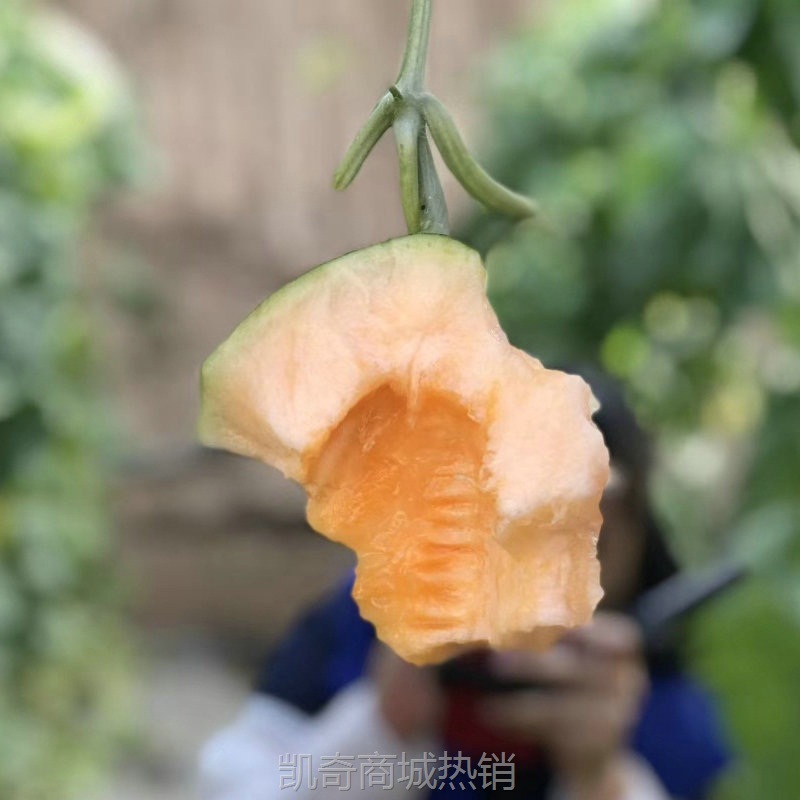 正宗新疆哈密瓜吐鲁番西州蜜25号当应季新鲜水果网纹甜瓜整箱包邮