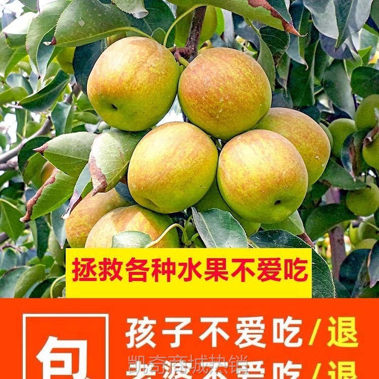 正宗新疆库尔勒香梨新鲜水果梨子整箱10斤当季母梨大果包邮