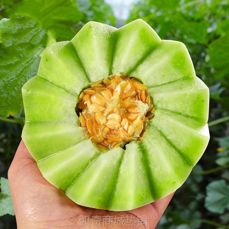 玉菇甜瓜新鲜应季水果冰淇淋甜瓜一件代发批发价产地整箱包邮直发