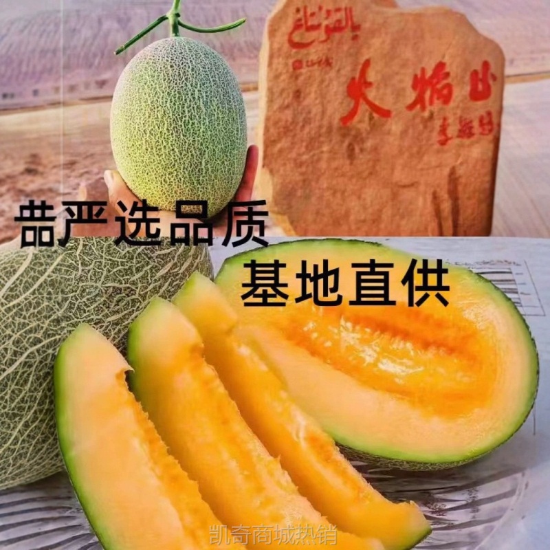 正宗新疆哈密瓜西州蜜25号新鲜水果应季现摘甜瓜网纹新疆直发代发