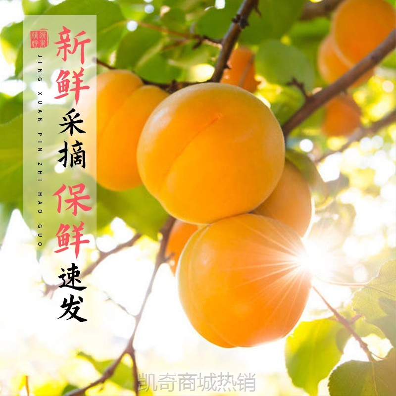 当季新鲜大黄杏应季新鲜水果酸甜杏子金太阳当季整箱时令包邮批发