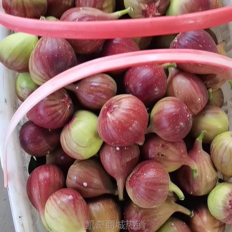 新鲜云南红皮无花果精选大果新鲜现摘应当季水果软糯香甜孕妇