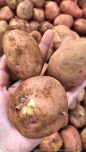 一件代发 云南新鲜豆红皮土豆5斤/9斤新鲜土豆糯香马铃薯蔬菜