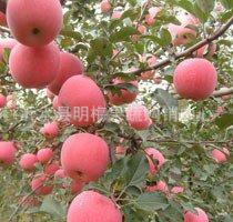 山东日照临沂苹果批发价格烟台苹果价格陕西苹果价格