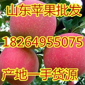 山东日照临沂苹果批发价格烟台苹果价格陕西苹果价格