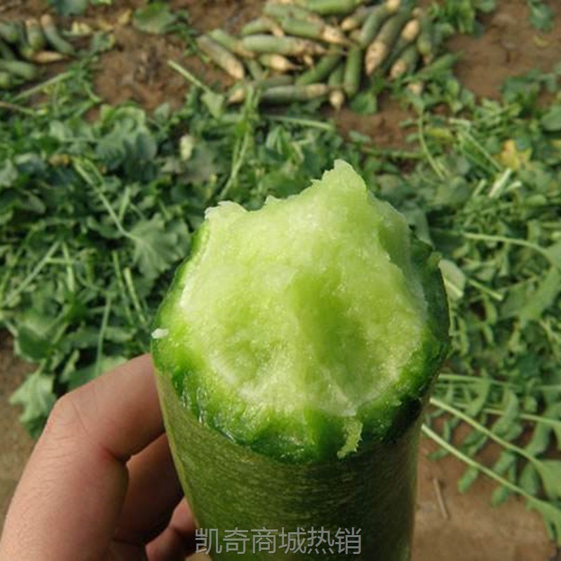 萝卜山东东潍坊青萝卜潍县水果萝卜生吃新鲜非胡萝卜10斤一件代发