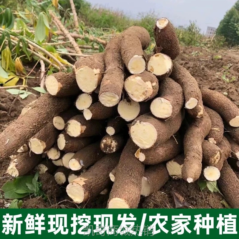 广西黄心木薯新鲜经济糖水木薯产地直供批发包邮5斤整箱贸易批發