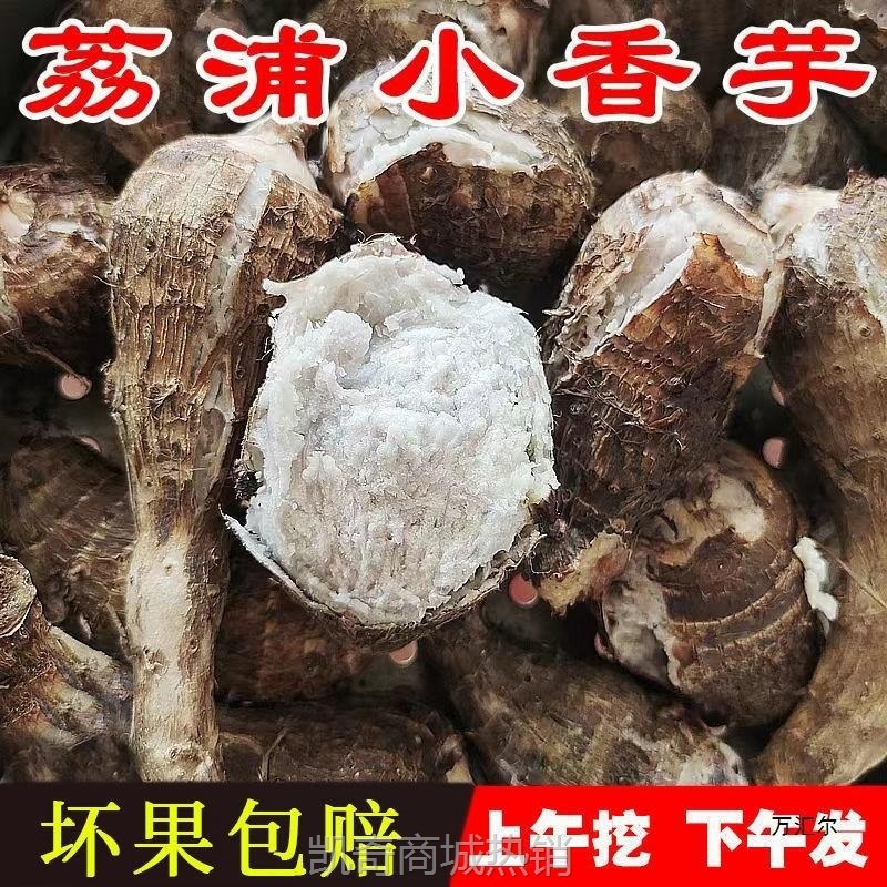 小芋头新鲜芋头仔小香芋牛奶芋粉糯荔浦小芋头现挖红芽芋商用早餐