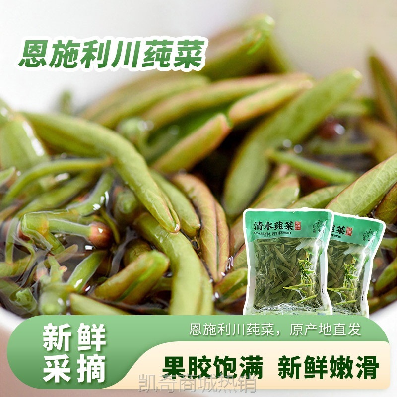 湖北恩施利川土家特产莼菜马蹄菜蔬菜新鲜包邮500g非太湖西湖纯菜