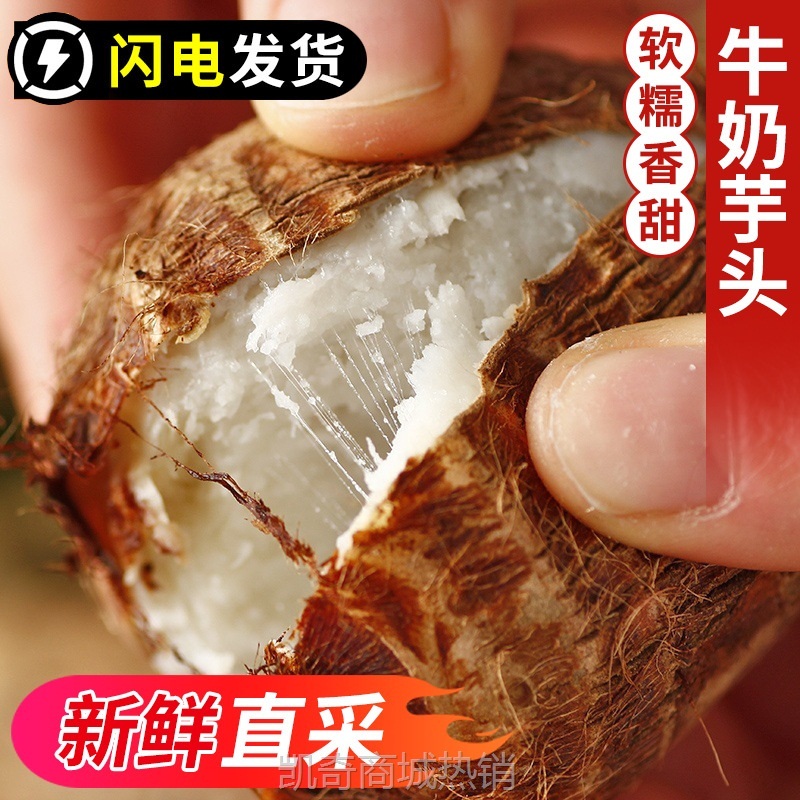 新鲜山东牛奶小芋头软糯芋头小香芋毛芋头本地芋艿辅食批发