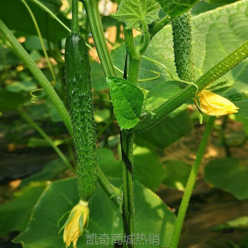 小黄瓜新鲜小黄瓜扭小青瓜黄瓜尖手指粗细腌制咸菜下饭菜5斤包邮