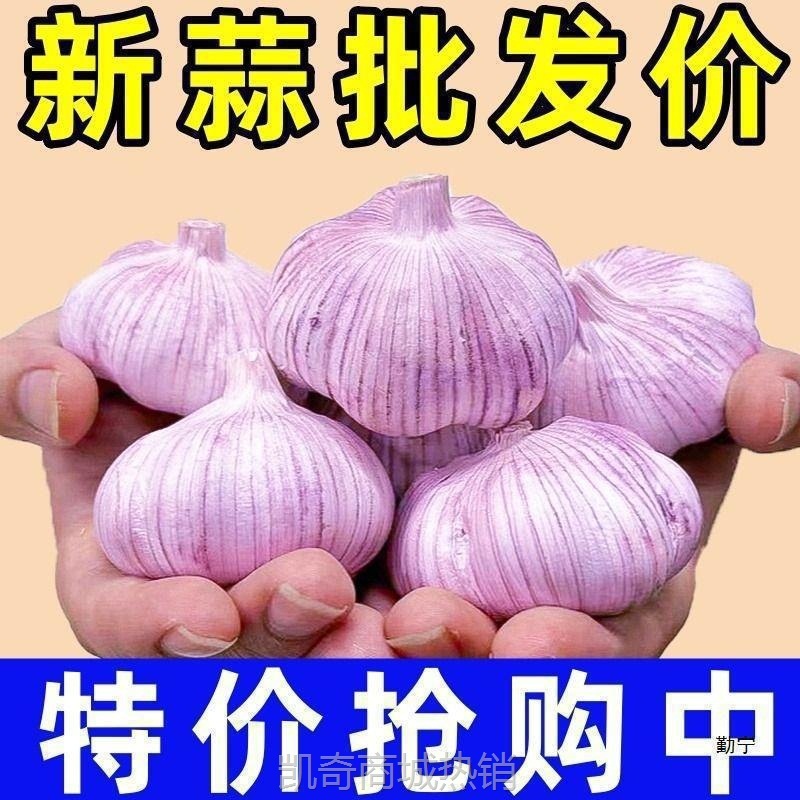 新鲜大蒜蒜红皮大干子紫皮降价山东大蒜头带头批发金乡
