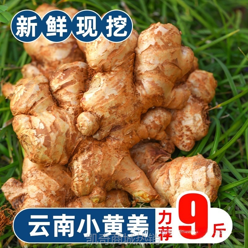 云南小黄姜老姜新鲜现挖山地生姜9斤月子姜当季农家自种仔姜蔬菜