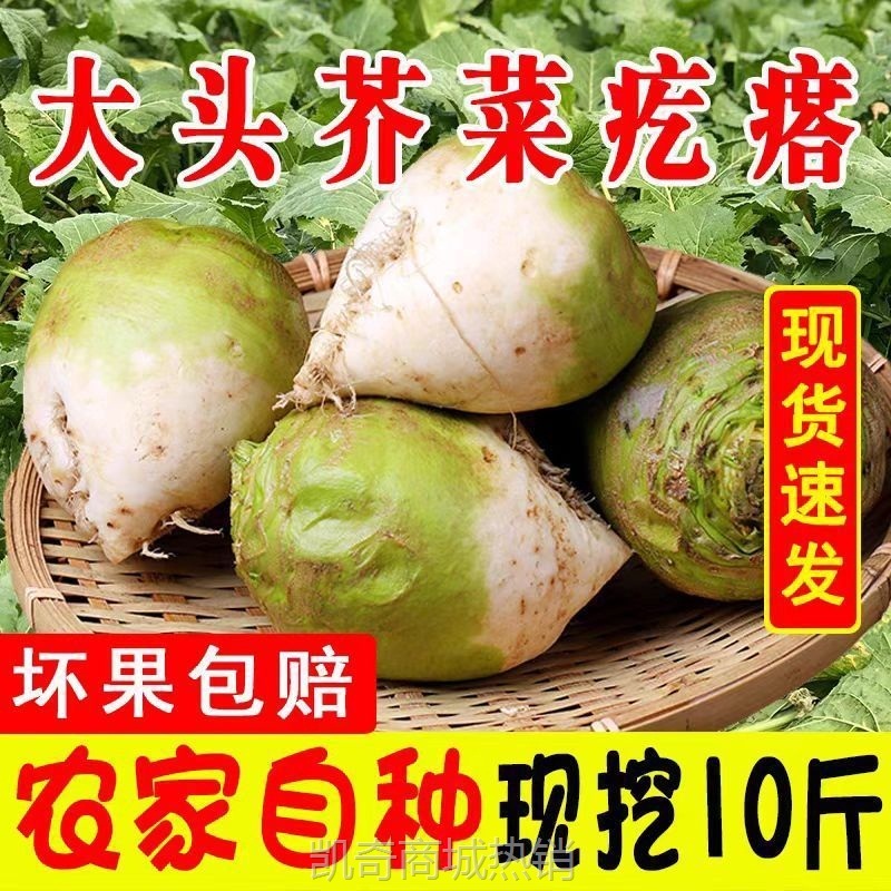 新鲜现挖芥菜疙瘩辣菜芥菜疙瘩黄菜大头菜芥菜头腌咸菜酸菜蔬菜