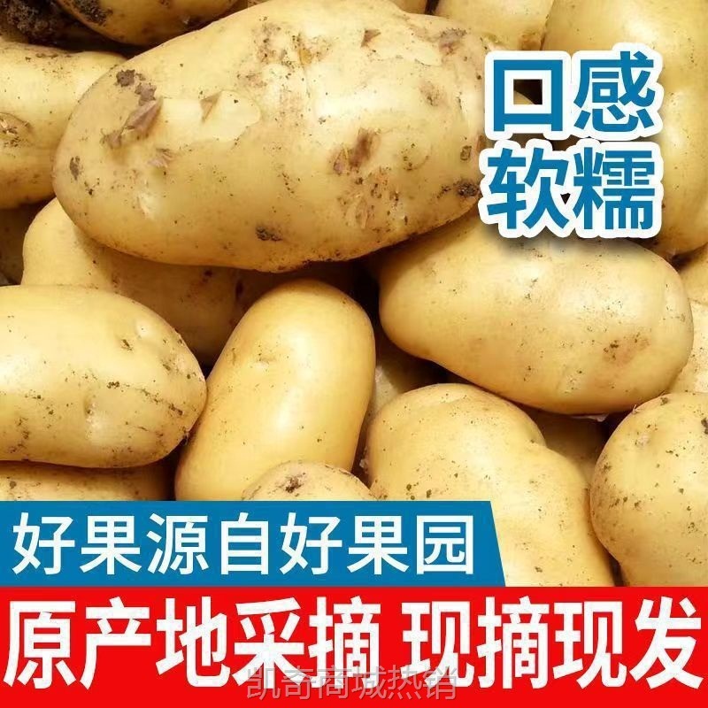 云南黄皮土豆新鲜现挖黄心洋芋大个马铃薯农产品自种蔬菜整箱包邮