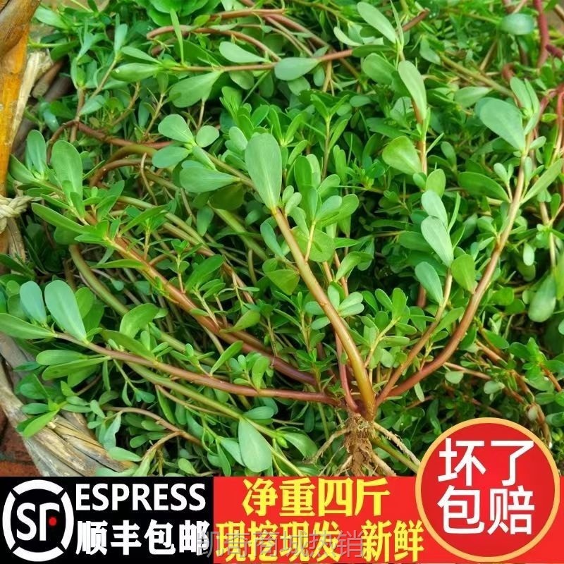 甄选 年新鲜野生马齿苋马蜂菜蚂蚱菜食用野菜现带根现挖顺丰包邮