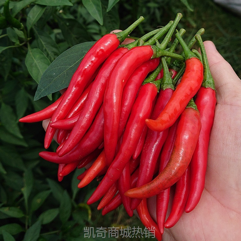 ii小米辣椒新鲜特辣红辣椒农家自种朝天椒剁椒特辣现摘5斤装包邮
