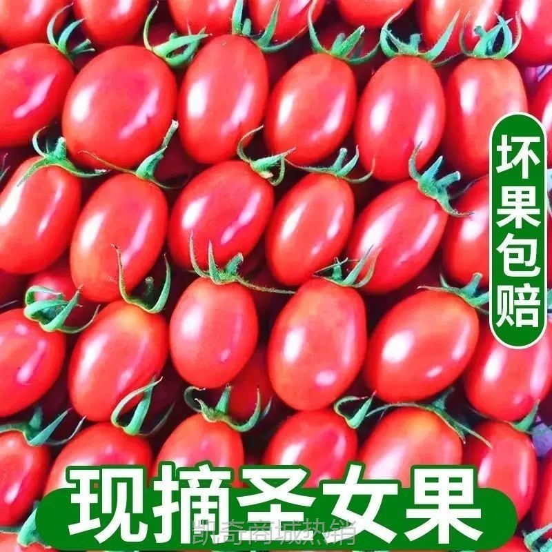 现摘圣女果小西红柿新鲜蔬菜樱桃小番茄非千禧小柿子水果跨境电商