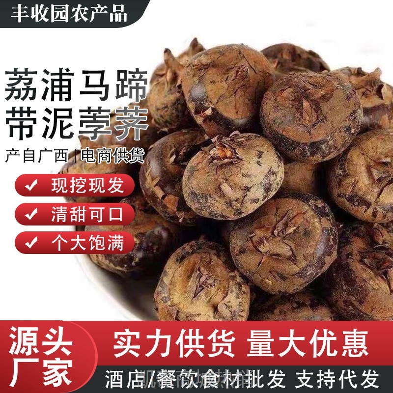 广西荔浦新鲜当季马蹄荸荠带泥荸荠蔬菜鲜甜多汁马蹄农家现挖包邮