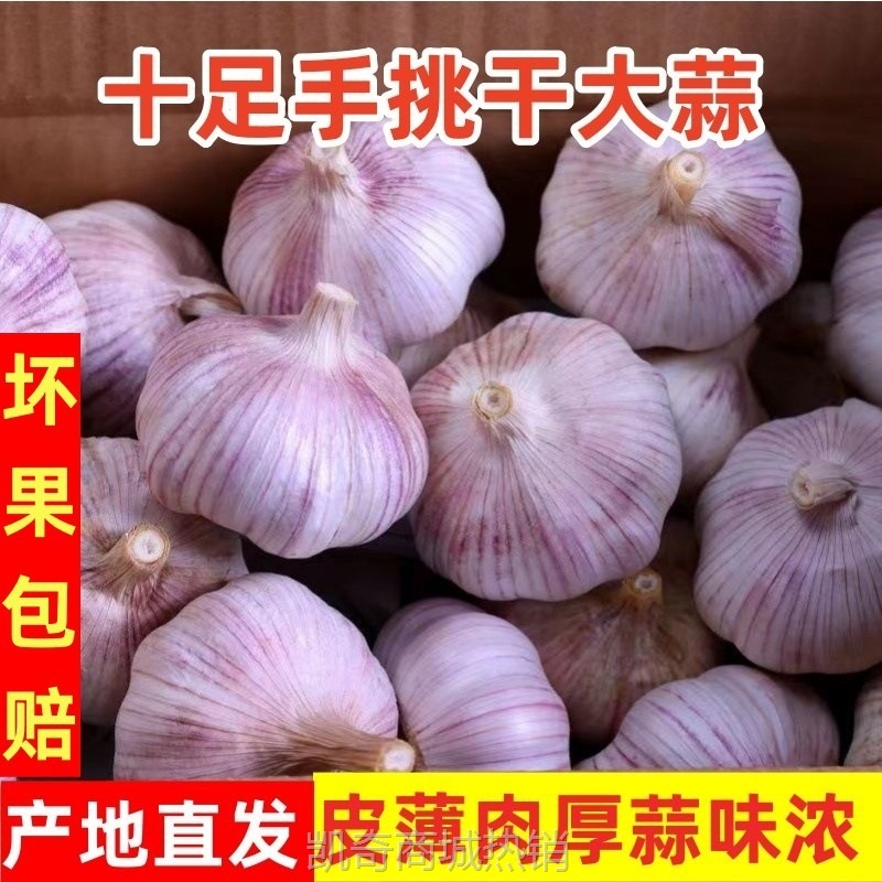 2024当季新鲜大蒜头干大蒜紫白红皮大蒜薄皮干蒜晒干大瓣蒜头