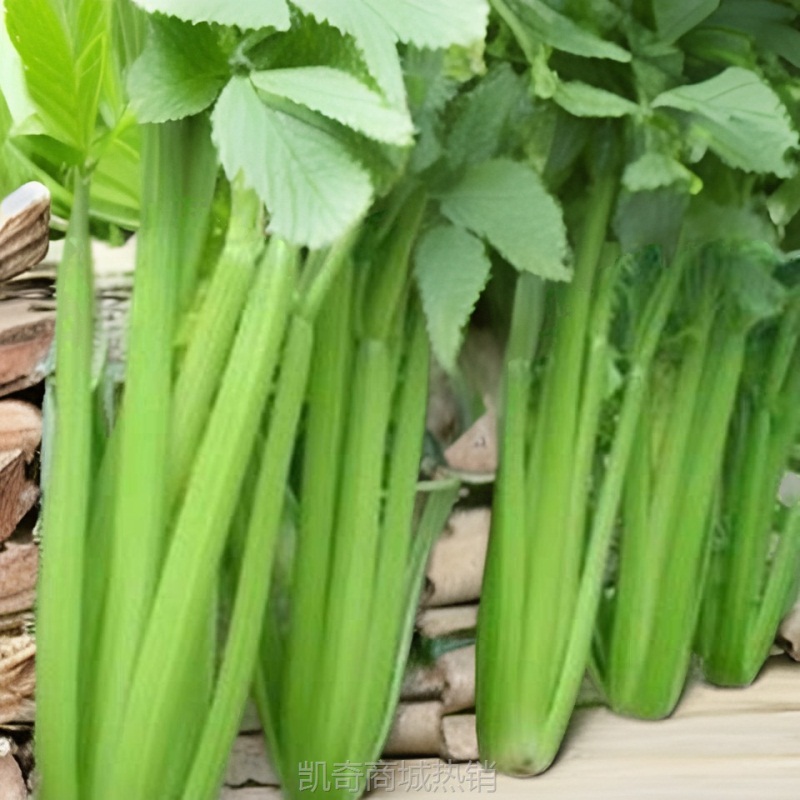 新品芹菜批发自种大香芹农家新鲜现割榨汁西芹低价时令新鲜蔬特产