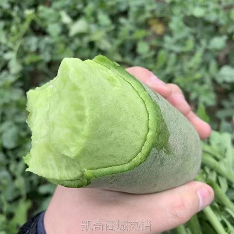 萝卜山东东潍坊青萝卜潍县水果萝卜生吃新鲜非胡萝卜10斤一件代发