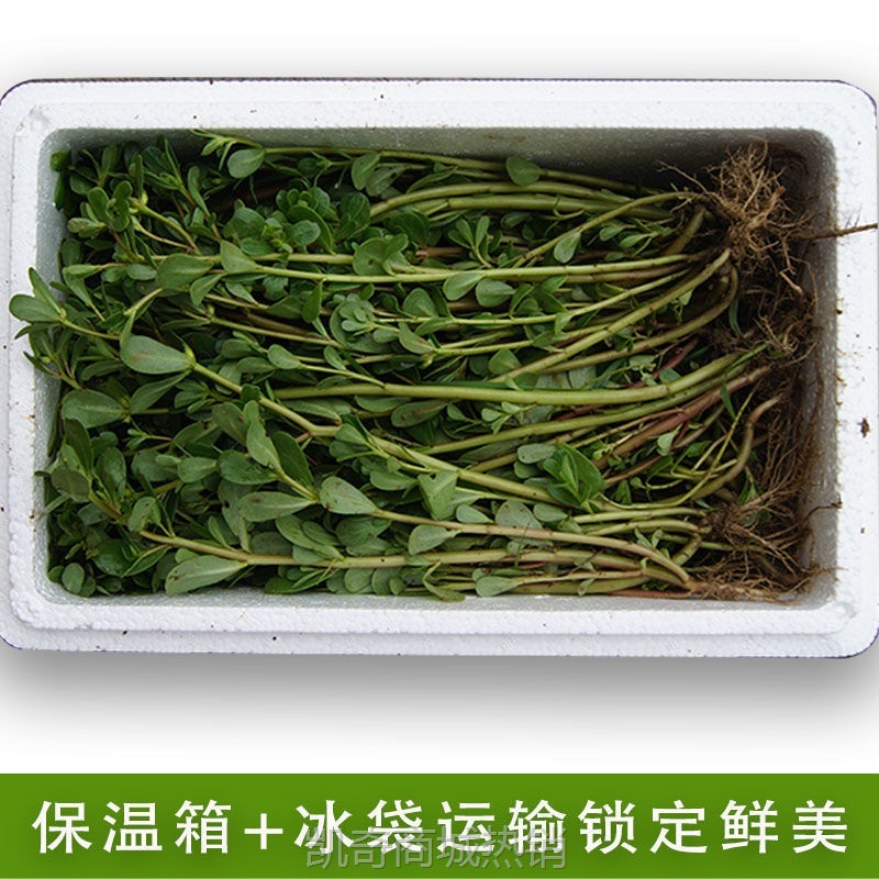 甄选 年新鲜野生马齿苋马蜂菜蚂蚱菜食用野菜现带根现挖顺丰包邮