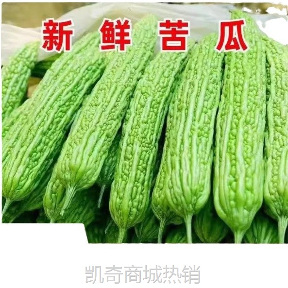 新鲜苦瓜5斤农家自种凉瓜苦瓜脆嫩营养蔬菜山东产地现摘现发当季