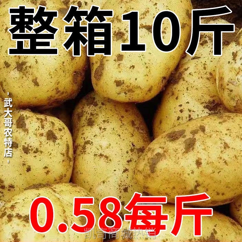 【现挖现发】黄皮土豆10斤批发新鲜蔬菜马铃薯洋芋整箱