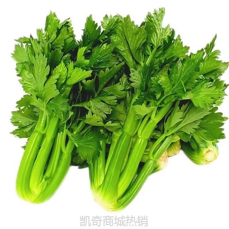 云南高原水果清芹生吃新鲜水果芹菜西芹当季蔬菜现采现发顺丰包邮